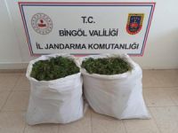 Bingöl’de bin 473 kök kenevir ile 23 kilo skunk ele geçirildi