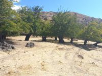 Dersim'de tarihi dut bahçesine belediye projesi