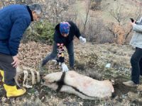 Yaban keçisi, tedavisi yapılarak doğaya bırakıldı