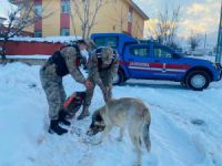 Sokak hayvanlarına güvenlik güçlerinden şefkat