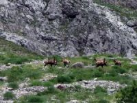 Çengel boynuzlu dağ keçileri böyle görüntülendi