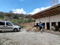 Başkan Geyik’ten sokak hayvanları çalışmalarına ilişkin açıklama