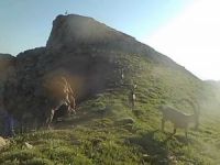 Koruma altında bulunan yaban keçileri fotokapana takıldı