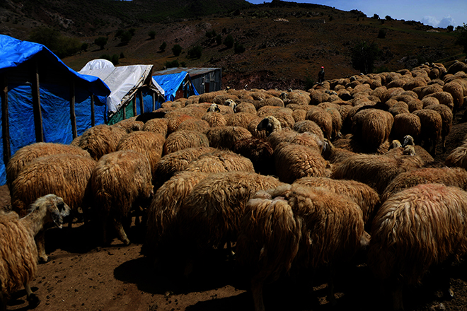 hayvancilikta-para-kazanmiyoruz-(2).jpg