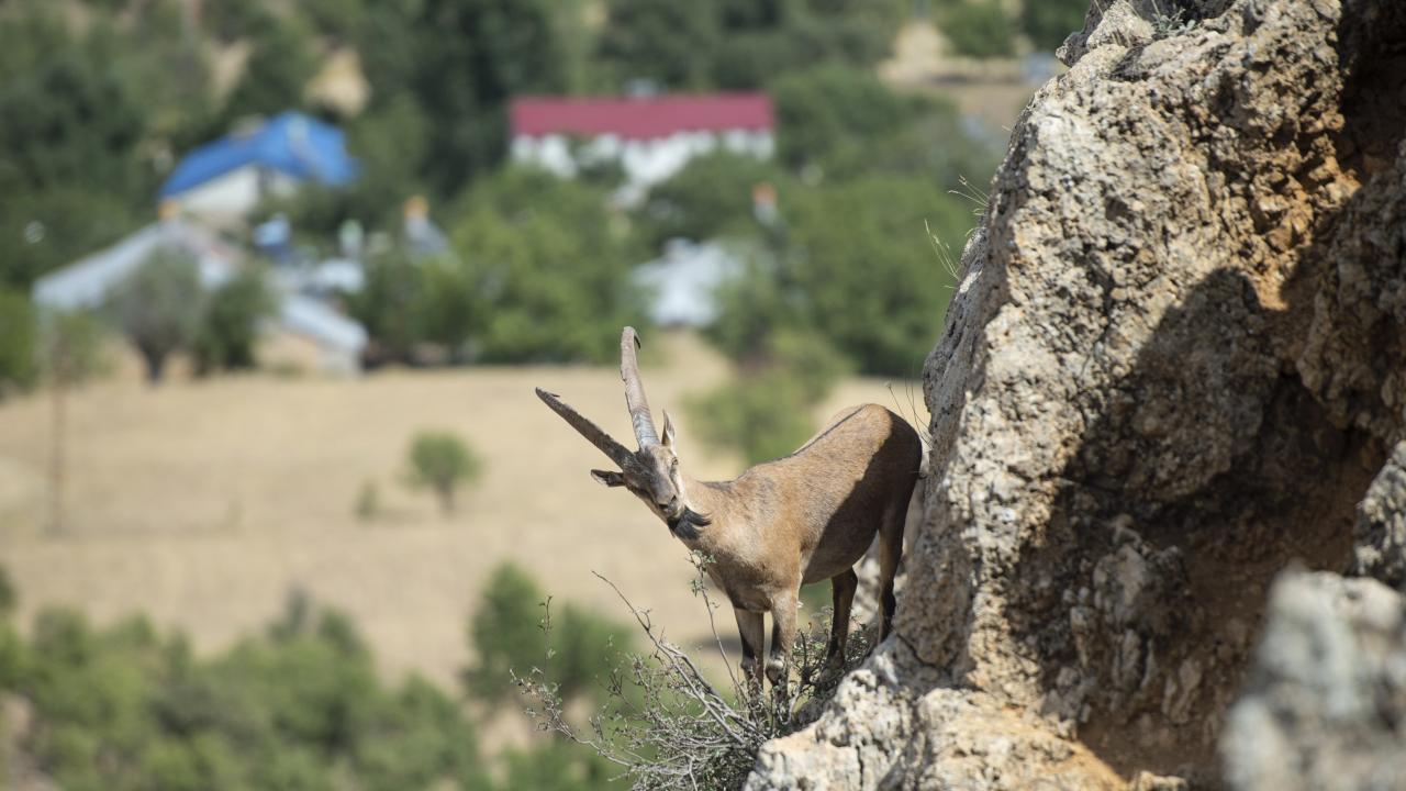 yaban-kecileri-dersime-guzellik-katiyor-(7).jpg