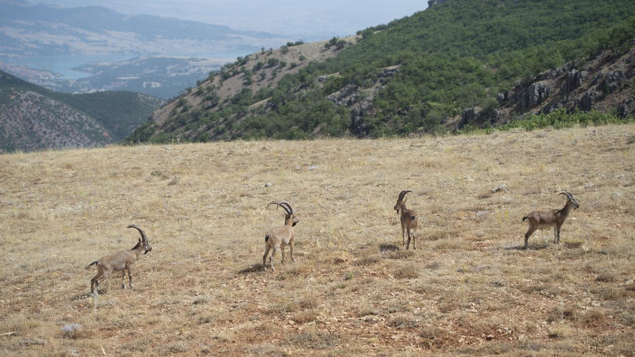 yaban-kecileri-dersime-guzellik-katiyor-(8).jpg